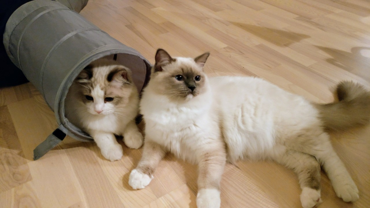 CUTIESSSSSSSS.jpg